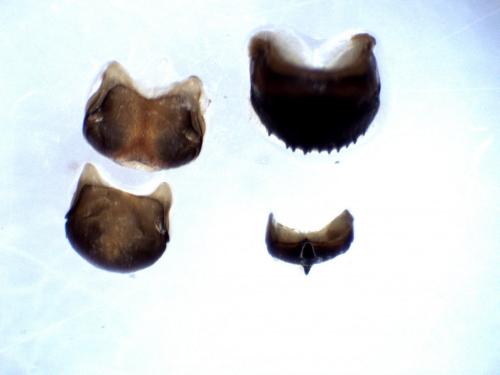 Osmia spinulosa